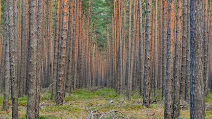 Une forêt à Brandenburg (Allemagne), en décembre 2021. (PATRICK PLEUL / DPA-ZENTRALBILD)