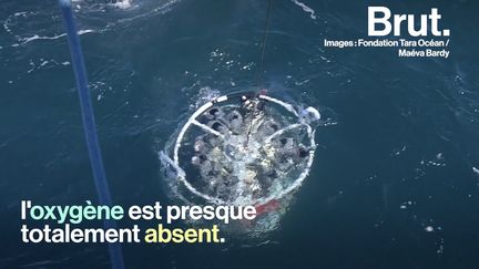 Dans ces zones gigantesques, l'oxygène est presque totalement absent. Étudier les micro-organismes qui s'y développent, c'est le but de la mission scientifique de la Fondation Tara Océan. L'ambition : comprendre leur impact sur le climat...