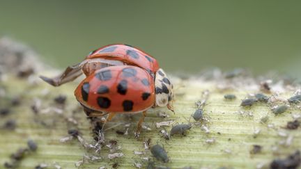 Une coccinelle asiatique dévore des pucerons. (CHRISTIAN WATIER / MAXPPP)