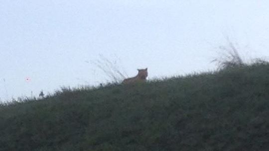 L'animal a &eacute;t&eacute; photographi&eacute; sur un terrain vague de Seine-et-Marne jeudi matin.&nbsp; (JULIE BERDEAUX / FACEBOOK)