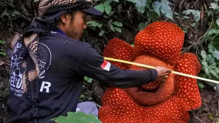 Un militant écologiste mesure une Rafflesia en fleur, dans une forêt de l'ouest de Sumatra, le 10 février 2022. (KARIADIL HAREFA / AFP)