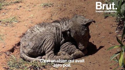 Mehdi et Dounia ont lancé Kelb Derby, un projet qui vise à sauver les chiens errants des abattages. Brut les a suivis.