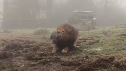 ftvi-mod tir à la corde contre un lion dans un zoo anglais