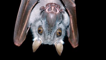 Une chauve-souris. Photo d'illustration. (HUGH MAYNARD/NPL/TCS / MAXPPP)