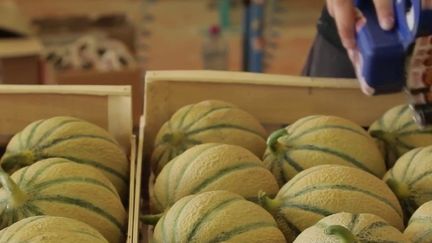 Alimentation : comment bien choisir son melon ?