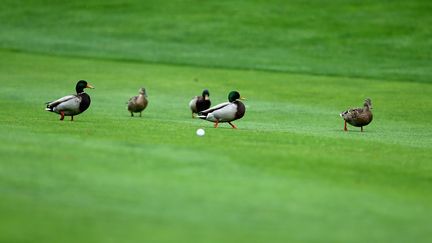 Quatre adolescents ont frapp&eacute; &agrave; coups de pied et tu&eacute; un canard &agrave; Colomiers (Haute-Garonne), le 12 f&eacute;vrier 2014. (STEPHEN DUNN / GETTY IMAGES / AFP)