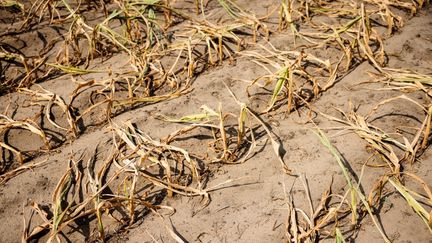 Les plants de maïs de ce champ à la terre sèche ont flétris&nbsp;à cause du manque de pluie, près de Beelitz, dans l'est de l'Allemagne, le 18 août 2022. Les mauvaises récoltes dues à la sécheresse qui a frappé l'Europe cet été font craindre des tensions supplémentaires sur le marché des denrées alimentaires. (JENS SCHLUETER / AFP)