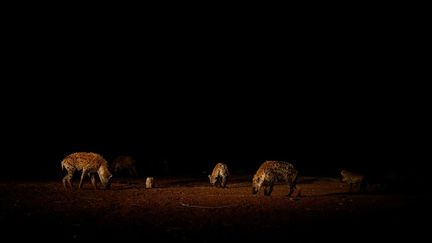 les hyènes sortent des grottes et rodent à la recherche de restes de viande. Mais les habitants de la ville sont habitués depuis des décennies à ce spectacle et n’en sont absolument pas effrayés. (Tiksa Negeri / Reuters)