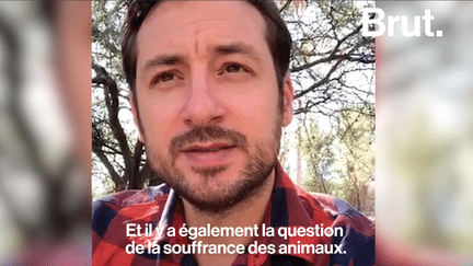 La conclusion affligeante du reporter Benoît Bringer après une enquête sur l’industrie de la viande dans le monde (BRUT)