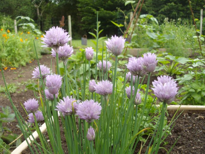 Les familles pourront cultiver leurs légumes, fleurs, plantes aromatiques sur la parcelle potagère qui leur sera attribuée.&nbsp; (ISABELLE MORAND / DR / RADIO FRANCE / FRANCE INFO)