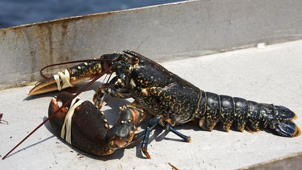 Le homard bleu du Cotentin primé