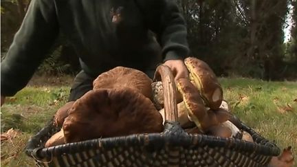 Dordogne : la saison des cèpes est lancée