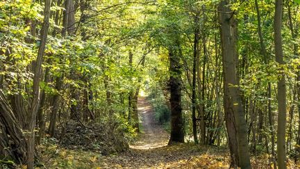 La forêt de Tosse (Landes). (RADIO FRANCE)