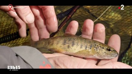 VIDEO. « C’est des conneries, ça sert à rien». En Ardèche, les pêcheurs à la truite ont du mal à accepter les nouvelles règles mises en place pour s’adapter au changement climatique (CAPTURE ECRAN / 13H15 LE SAMEDI / FRANCE 2)