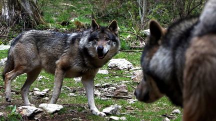 Des loups gris d'Europe dans le parc animalier Alpha à&nbsp;Saint-Martin-Vésubie (Alpes-Maritimes), en mai 2017. (MAXPPP)