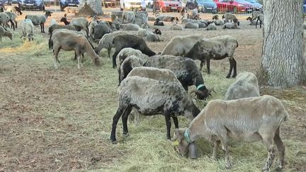 Agriculture : la transhumance a débuté au cœur des Pyrénées (FRANCE 2)