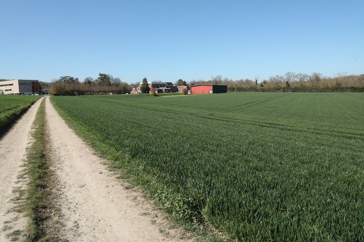 Un champ du domaine de Grignon (Yvelines), sur lequel un des candidats projette de construire des logements, photographié le 30 mars 2021. (THOMAS BAIETTO / FRANCEINFO)