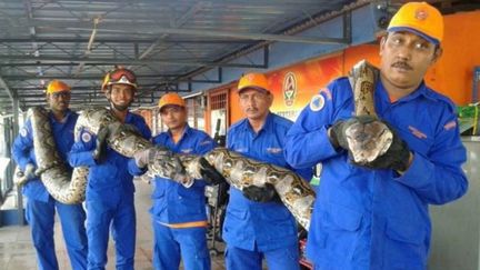 Malaisie : des ouvriers ont capturé un python de 8 m, une longueur rare pour cette espèce de reptile