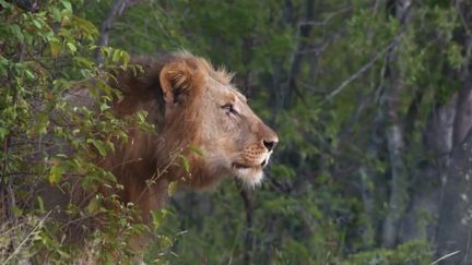 En Afrique du Sud, pour sauver les lions dont la population a été réduite de moitié en 20 ans, il faut parfois les rendre stériles. La consanguinité peut en effet être fatale à la meute. (FRANCE 2)