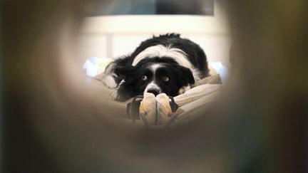 Un border collie passe un IRM dans une clinique de Budapest (Hongrie) dans le cadre d'une &eacute;tude comparative entre les cerveaux humains et canins, le 9 f&eacute;vrier 2014. (BERNADETT SZABO / REUTERS)