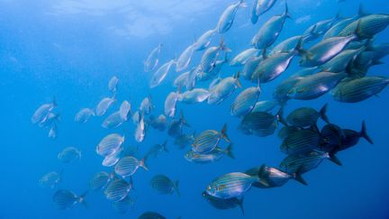 Poissons : faut-il boycotter la pêche électrique ?