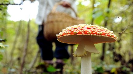 Une femme passe devant une amanite tue-mouches, un champignon toxique, le 20 octobre 2012, à Clairmarais (Pas-de-Calais). (PHILIPPE HUGUEN / AFP)