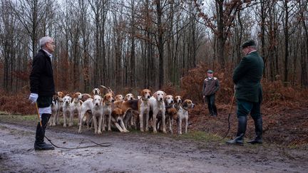 Des chiens en meute utilisés lors d'une chasse à courre à Compiègne (Oise), le 26 janvier 2019. (JULIETTE AVICE / HANS LUCAS / AFP)