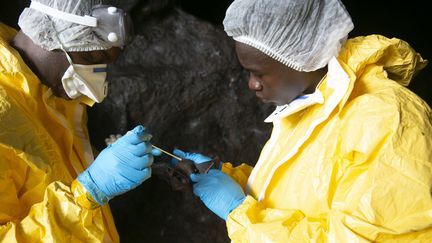 Des scientifiques gabonais du Centre interdisciplinaire médical de recherches de Franceville (CIRMF) prélèvent des échantillons sur une chauve-souris, le 25 novembre 2020, dans une grotte de la région de Zadie, au Gabon. (STEEVE JORDAN / AFP)