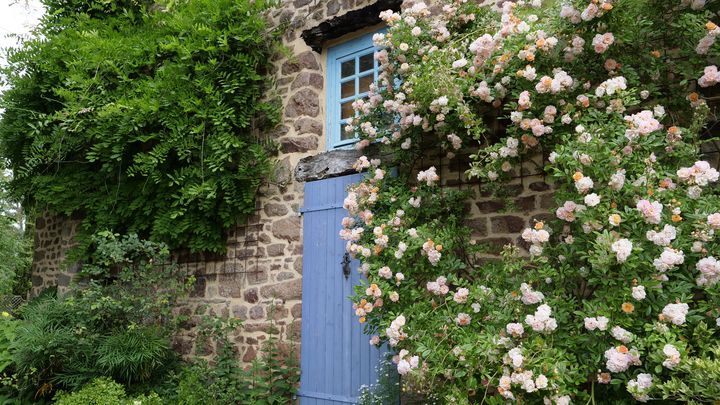 Au printemps, le mur de la maison est recouvert par la végétation de la glycine et la floraison du rosier 'Ghislaine de Féligonde'.&nbsp; (ISABELLE MORAND / RADIO FRANCE / FRANCE INFO)