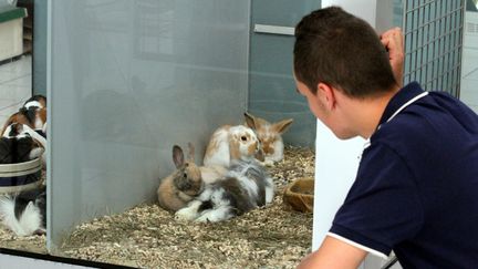 Des lapins nains dans une animalerie de Mulhouse (Haut-Rhin). Photo d'illustration. (JEAN-FRANÇOIS FREY / MAXPPP)