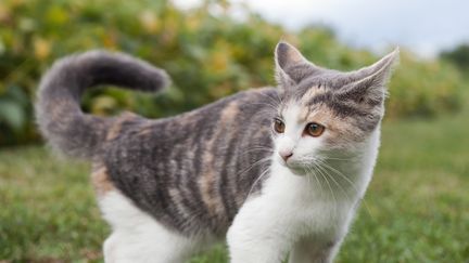 L'homme avait frappé violemment&nbsp;une chatte&nbsp;à coups de pieds&nbsp;à Saint-Esthève (Pyrénées-Orientales), le 28&nbsp;octobre 2015. (JEROME GORIN / ALTOPRESS / AFP)