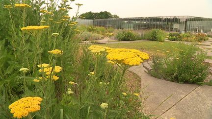 Le jardin remarquable du Louvre-Lens (France 3)