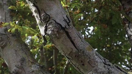 Sécheresse : en ville, les arbres ont souffert de la chaleur de l'été