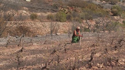 De nombreuses vignes ont été touchées par l'incendie à Frontignan, dans l'Hérault. En 2024, l'appellation Frontignan devrait être privée de 40 tonnes de raisin.