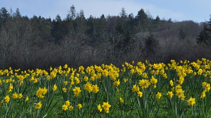 Météo : un air de printemps sur la France