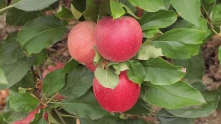 Agriculture : la récolte des pommes a commencé avec quelques jours d’avance (FRANCE 2)