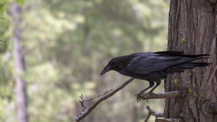 Une corneille au parc national de Yosemite (Etats-Unis), le 6 octobre 2013. (MAXPPP)