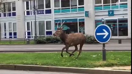 &nbsp; (Un cerf en cavale dans les rues de Rennes, il a été capturé au bout d'une heure © Capture d'écran Twitter)