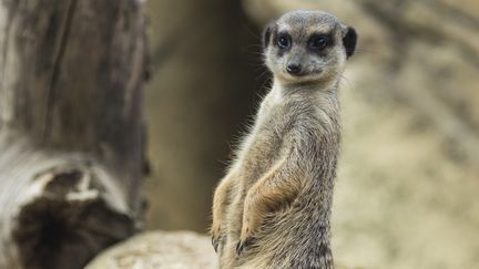 Un suricate ou "sentinelle du désert"&nbsp;du&nbsp;ZooParc de Beauval dans le Loir et Cher (photo d'illustration, 31 août 2018). (CYRILLE ARDAUD / RADIO FRANCE)