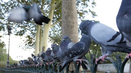 Des pigeons align&eacute;s sur les quais de Seine, &agrave; Paris. (GUY CHRISTIAN / HEMIS.FR / AFP)