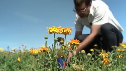 Environnement : des fleurs pour décontaminer les sols des métaux lourds