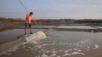 Loire-Atlantique : grâce à la sécheresse, le sel de Guérande connaît une année exceptionnelle