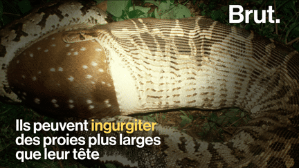 Ils peuvent mesurer jusqu’à 10 mètres. Certains serpents sont de véritables prédateurs qui ne laissent aucune chance à leurs proies, parfois bien plus grosses qu’eux. Mais comment ces reptiles avalent-ils leurs repas ?