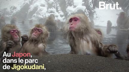 Barboter dans l'eau chaude pendant des heures permet de se réchauffer. Mais pas que.