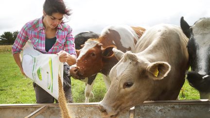 Eleveuse nourrissant ses vaches. (PETER CADE / ICONICA / GETTY IMAGES)