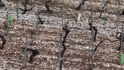 A Chablis, la situation est catastrophique pour les vignerons.  Certaines fermes ont été détruites à plus de 80 % en quelques minutes, mercredi 1er mai.