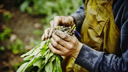 La menthe coq a été cultivée depuis le Moyen Age pour ses nombreuses qualités curatives. (GETTY IMAGES)