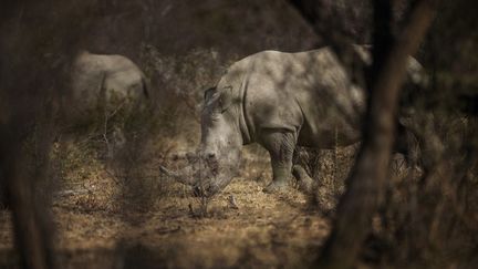 Un rhinocéros blanc photographié dans la région de Pretoria (Afrique du sud), le 7 août 2020. (MICHELE SPATARI / AFP)