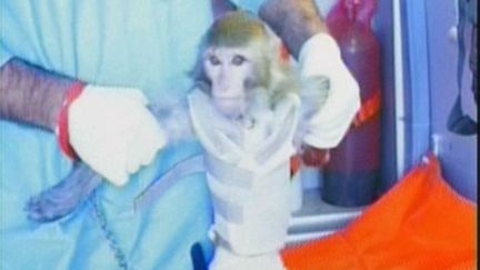 Une capture d'&eacute;cran de la t&eacute;l&eacute;vision d'Etat iranienne Al-Alam, montrant un singe que T&eacute;h&eacute;ran affirme avoir envoy&eacute; dans l'espace &agrave; bord d'une fus&eacute;e, le 28 janvier 2013. (AL-ALAM TV / AFP)