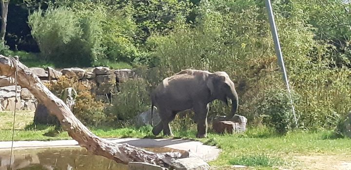 Le&nbsp;Zoo de Pont-Scorff,&nbsp;dans le Morbihan. (ETIENNE MONIN / RADIO FRANCE)